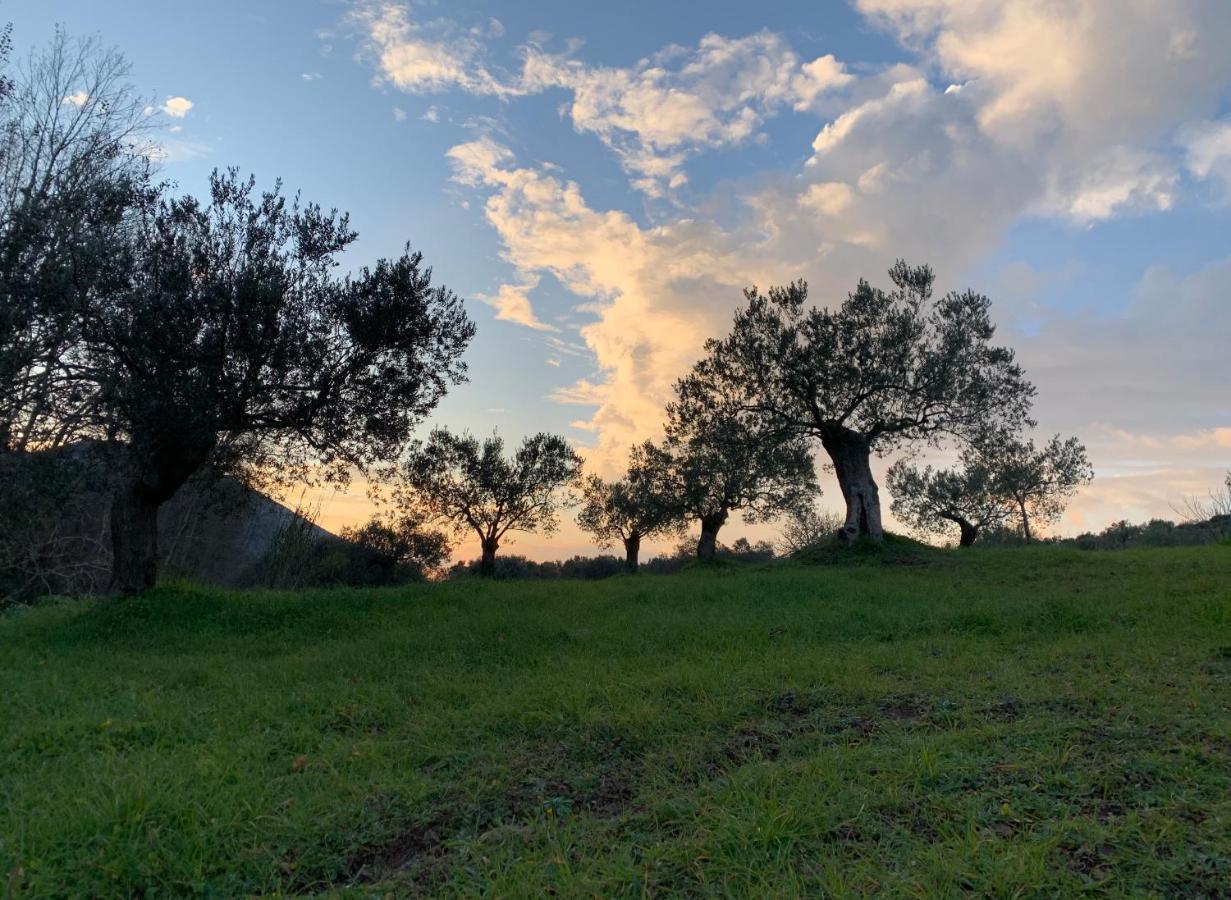 Meditation Olive House Pelei