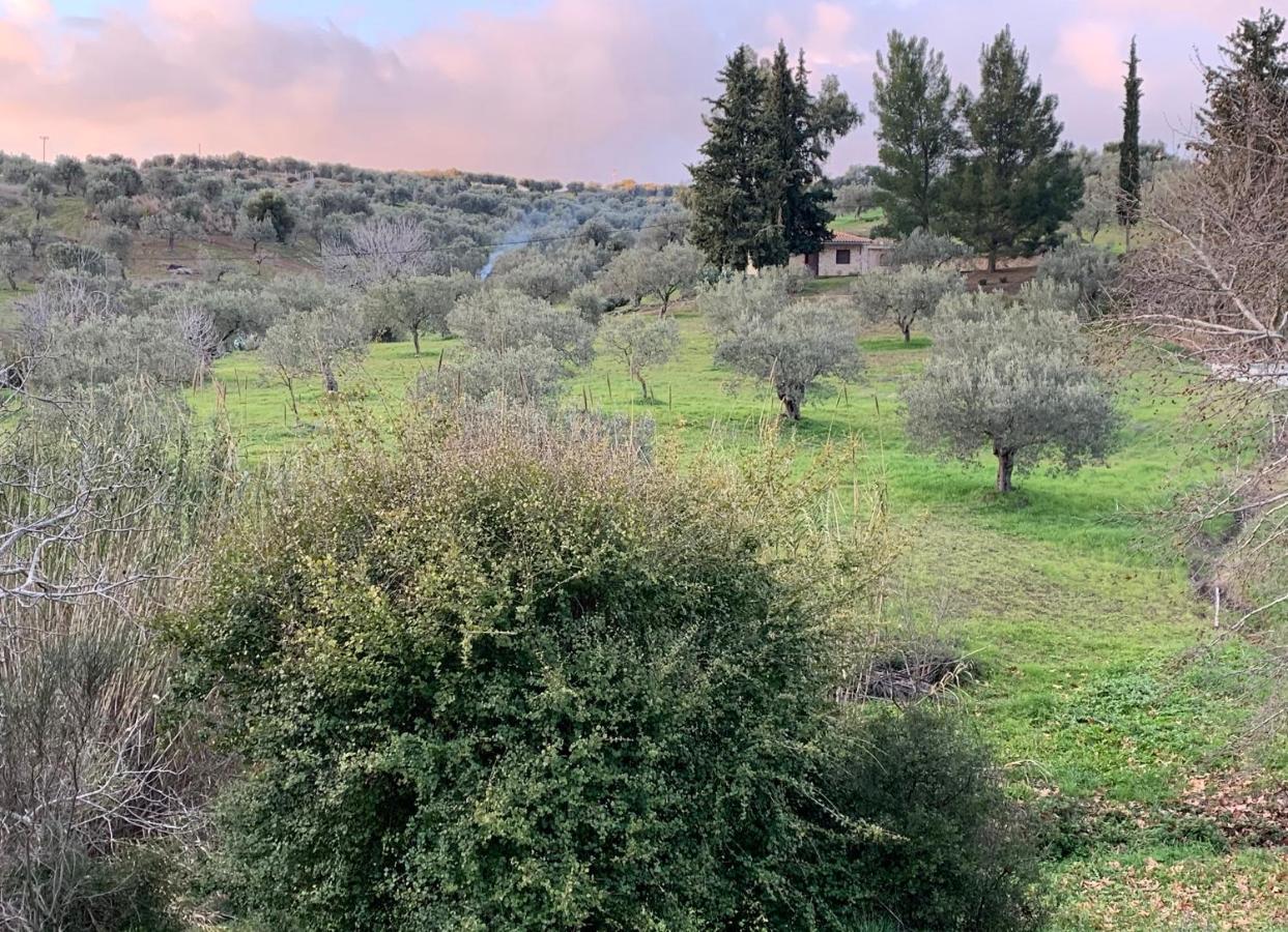 Meditation Olive House